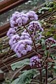 AGERATUM CORYMBOSUM