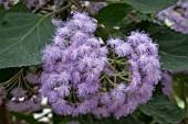 AGERATUM CORYMBOSUM;