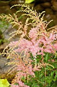 ASTILBE JACQUELINE