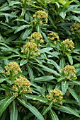 EUPHORBIA MELLIFERA