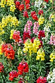 ANTIRRHINUM ‘SONNET MIXED’