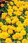 COREOPSIS SOLANNA GOLDEN SPHERE’