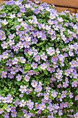 BACOPA ABUNDA ‘COLOSSAL BLUE’