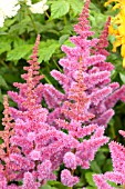 ASTILBE CHINENSIS VISION IN PURPLE