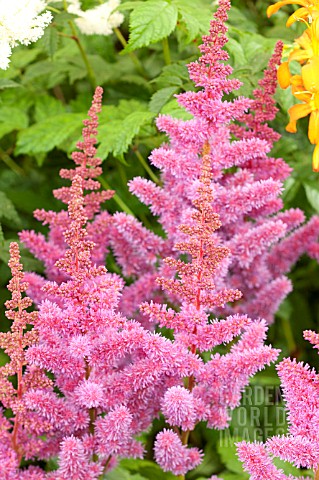 ASTILBE_CHINENSIS_VISION_IN_PURPLE
