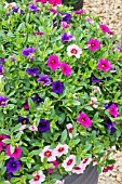 CALIBRACHOA PASTEL MIX