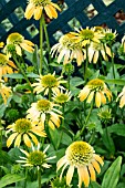 ECHINACEA DOUBLE SCOOP ‘LEMON CREAM’