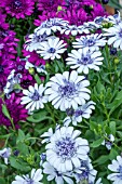 OSTEOSPERMUM ‘3D SILVER’