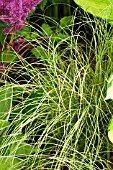 CAREX AMAZON MIST