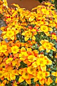 BIDENS ‘BEE ALIVE’