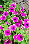 PETUNIA DESIGNER ‘BUZZ PURPLE’