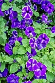 PETUNIA DESIGNER ‘INKSPLASH’