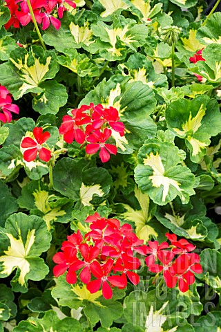 PELARGONIUM_HAPPY_THOUGHT_RED