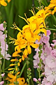 CROCOSMIA MASONORUM ROWALLANE APRICOT