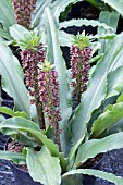 EUCOMIS ‘KONA’