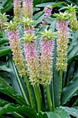 EUCOMIS ‘NANI’