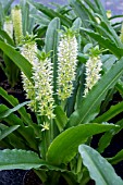 EUCOMIS ‘MANI’