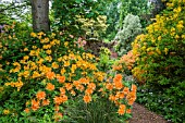 RHODODENDRON (AZALEA) GARDEN