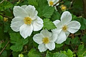 RUBUS ‘BENENDEN’ (TRIDEL BERRY IN FLOWER)