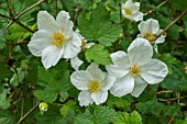 RUBUS ‘BENENDEN’ (TRIDEL BERRY IN FLOWER)