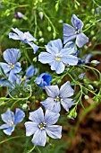 LINUM PERENNE BLUE SAPPHIRE