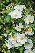 CISTUS X CORBARIENSIS