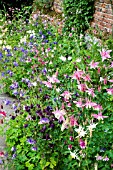 AQUILEGIA BORDER