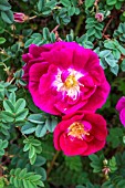 ROSA SPINOSISSIMA ‘WILLIAM III’