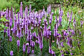 LIATRIS SPICATA KOBOLD IN BORDER