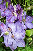 CLEMATIS ‘MRS CHALMONDELY’