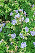 GERANIUM ‘MRS. KENDALL CLARK’