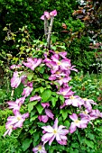 CLEMATIS ‘ASAO’