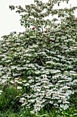 VIBURNUM PLICATUM F. TOMENTOSUM ‘MARIESII’