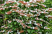 VIBURNUM SARGENTII ‘ONONDAGA’