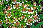 VIBURNUM SARGENTII ‘ONONDAGA’