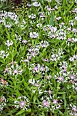 CENTAUREA MONTANA ‘AMETHYST IN SNOW’