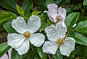 ROSA LAEVIGATA ‘COOPERI’