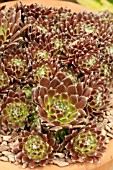 SEMPERVIVUM CHERRY FROST