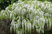 WISTERIA FLORIBUNDA ‘ALBA’