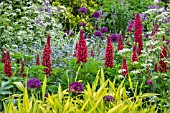 MIXED BORDER - LUPINUS ASSOCIATION
