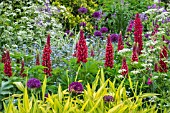 MIXED BORDER - LUPINUS ASSOCIATION