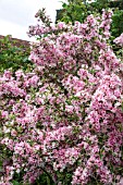 WEIGELA FLORIDA ‘VARIEGATA’