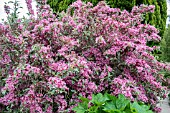 WEIGELA FLORIDA ‘VARIEGATA’