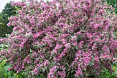 WEIGELA FLORIDA ‘VARIEGATA’