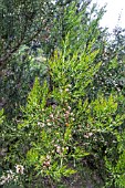 COLLETIA ARMATA