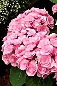 HYDRANGEA PAPILLION