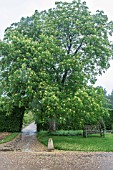 AESCULUS FLAVA