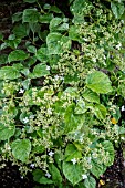 HYDRANGEA ANOMALA SUBSP. PETIOLARIS ‘SUMMER SNOW’