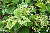 HYDRANGEA ANOMALA SUBSP. PETIOLARIS ‘SUMMER SNOW’