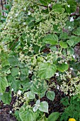 HYDRANGEA ANOMALA SUBSP. PETIOLARIS ‘SUMMER SNOW’